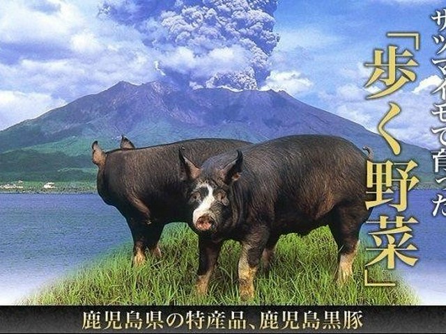 なぜ鹿児島の黒豚は「歩く野菜」と呼ばれるのか 「薩摩の謎理論」の歴史を調べてみた（Jタウンネット）