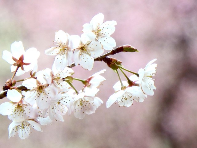【名古屋市天白区】手放すはずが？コンデジで農業センターの梅を撮影したら、感動の春景色が撮れました（土庄雄平「名古屋深掘りチャンネル」）