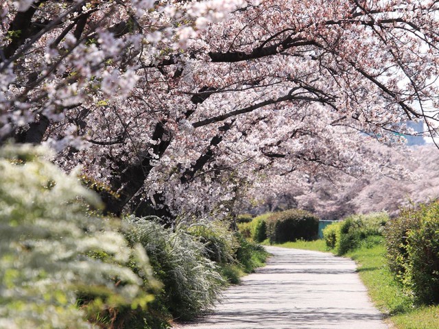 【名古屋市天白区】静かに楽しむ春の贈り物——地元「天白川」の桜並木を歩く（土庄雄平「名古屋深掘りチャンネル」）