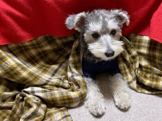 犬がこたつに入る理由 気を付けるポイントを獣医師が解説（いぬのきもちNEWS）