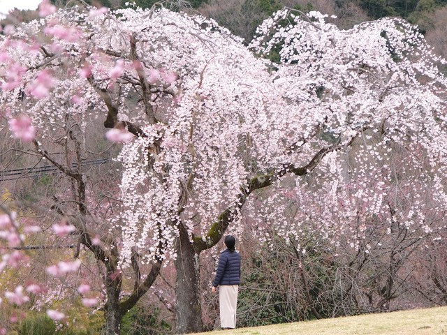 【名古屋市守山区】春爛漫！ピンク色が包む「東谷山フルーツパーク」でシダレザクラに癒されて（4/1）（土庄雄平「名古屋深掘りチャンネル」）