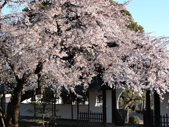 【名古屋市昭和区】名古屋の春を告げる「香積院」——源頼朝ゆかりの山門としだれ桜のコラボレーション（土庄雄平「名古屋深掘りチャンネル」）