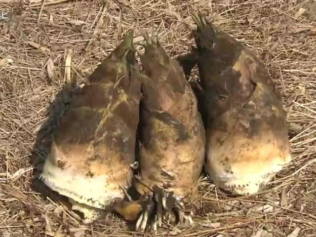 春の旬の味覚「タケノコ」がピンチ 今年は不作で価格は去年の1