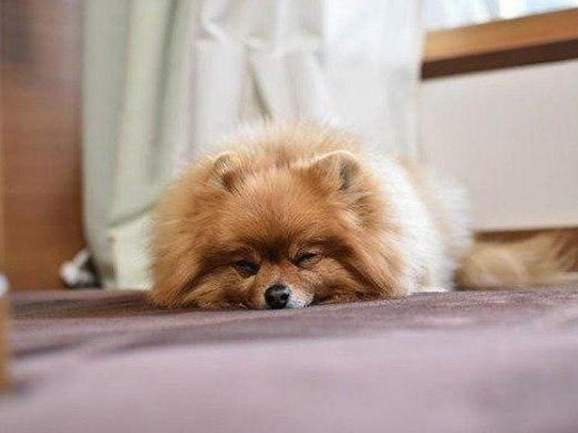 【獣医師に聞いた】犬はすねる 犬のふて寝の解説（いぬのきもちNEWS）