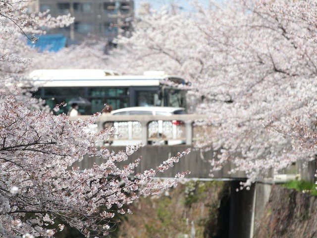 【名古屋市】心洗われる桜シーズン到来！名古屋の春を満喫する「王道の桜名所」3選（土庄雄平「名古屋深掘りチャンネル」）