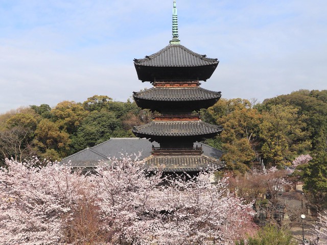 【名古屋昭和区】春を彩る名刹「八事山興正寺」— 五重塔と桜、大仏様が織りなす風景（土庄雄平「名古屋深掘りチャンネル」）
