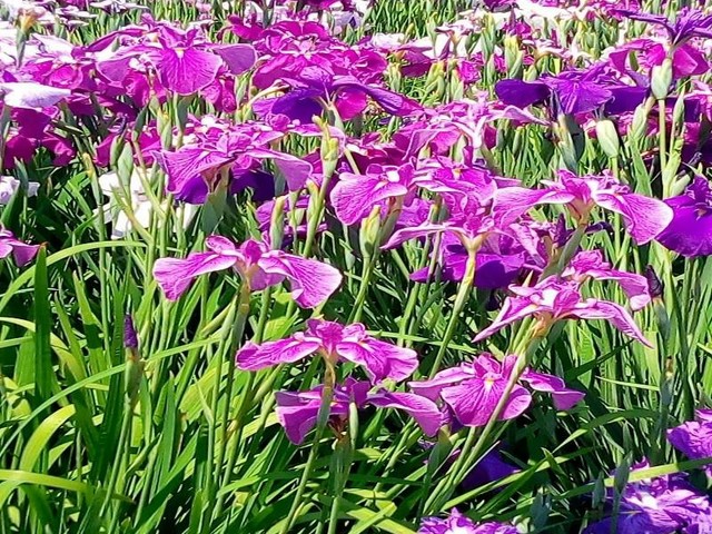 ちょうど見頃！広重も描いた江戸の風流味わえる堀切菖蒲園（Japaaan）