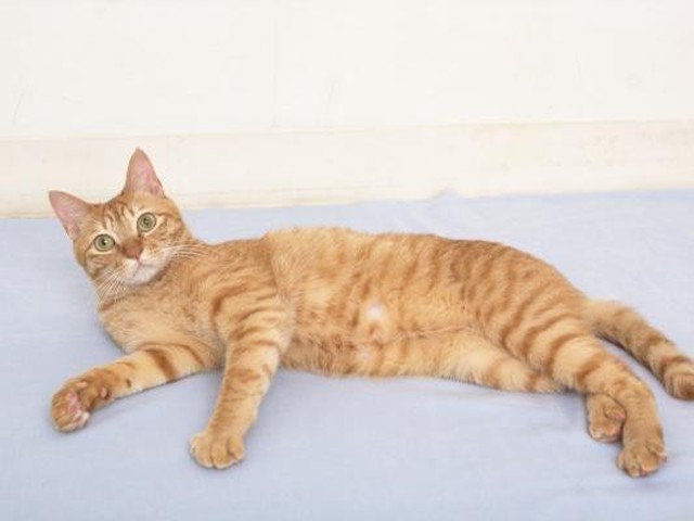 茶トラ」の猫が大きいってホント!?（ねこのきもちNEWS）