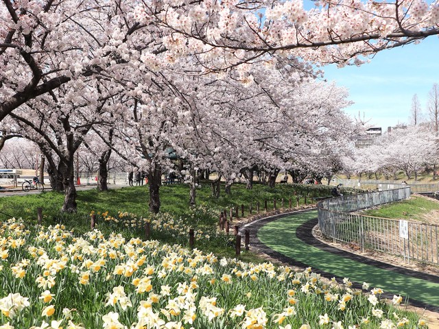 【名古屋市天白区】桜と水仙が織りなす春の風景。天白区「細口池公園」で楽しむ季節の彩り（土庄雄平「名古屋深掘りチャンネル」）