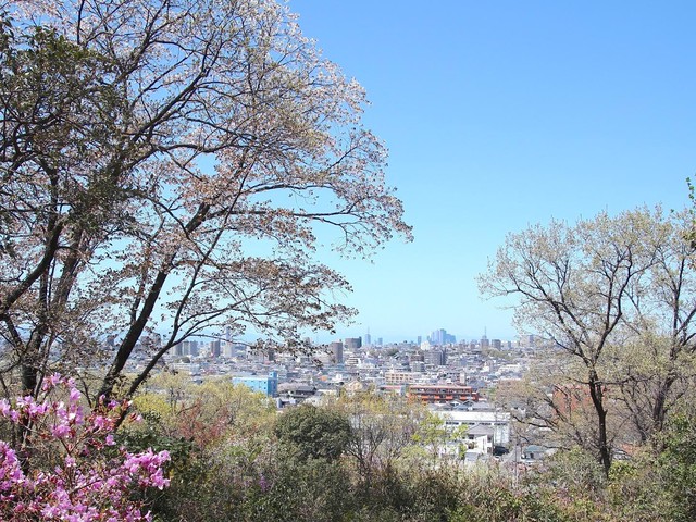 【名古屋市天白区】桜からミツバツツジへ春のバトン。天白区の里山「相生山緑地」の季節の移ろいを歩く（土庄雄平「名古屋深掘りチャンネル」）