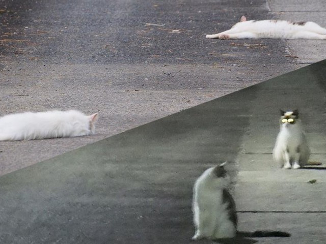 暑さでとけてしまった猫」が激写される 大丈夫？と思うけど夜に
