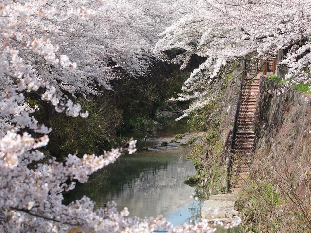 【名古屋市瑞穂区】まるで童謡『春の小川』の風景が広がる「山崎川 四季の道」4つの魅力（土庄雄平「名古屋深掘りチャンネル」）