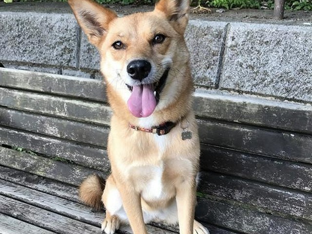 犬と暮らしたい方へ、家族を待ってる犬がいることをも（いぬのきもち WEB MAGAZINE）