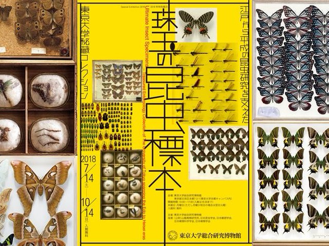 江戸時代の最古の標本を含む5万点もの昆虫標本が集結！（Japaaan）