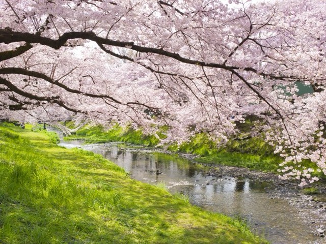 さらさら流れる「春の小川」はいずこ？東京五輪を機に地下に埋設され