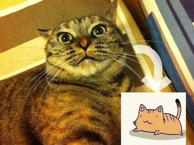 ポン太さんは、なぜ“魔性の猫”と呼ばれるのか。（ねこのきもちNEWS）