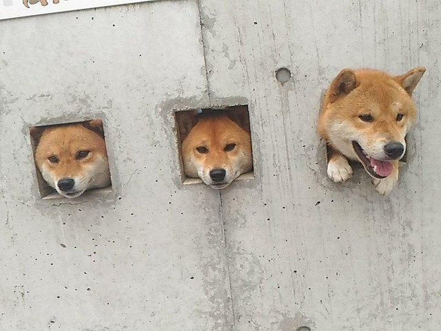 3匹犬顔