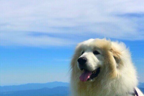 ペットのリード掛け　サモエド、ピレニーズ ペットのリード掛け サモエド、ピレニーズ