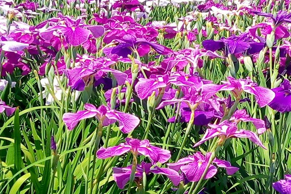 今がちょうど見頃です！名所 堀切菖蒲園、歌川広重も描いた江戸の風流