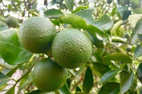 香りと酸味がたまらない！徳島県の特産品が家でも育てられる！『スダチ』の自家栽培方法に迫る！（オリーブオイルをひとまわしニュース）