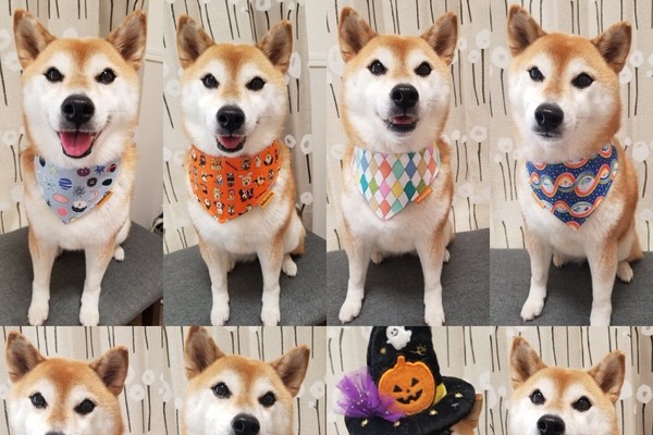 ☆んこべえ☆ 伏せ寝柴犬・バンダナ柴犬　計２点 🐶 おはよー 2匹同時に起きて寝室から一緒にでてきた😚 #柴犬