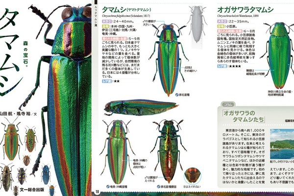 超ピンポイント！それがいい！森の宝石”日本産タマムシ”の識別に特化