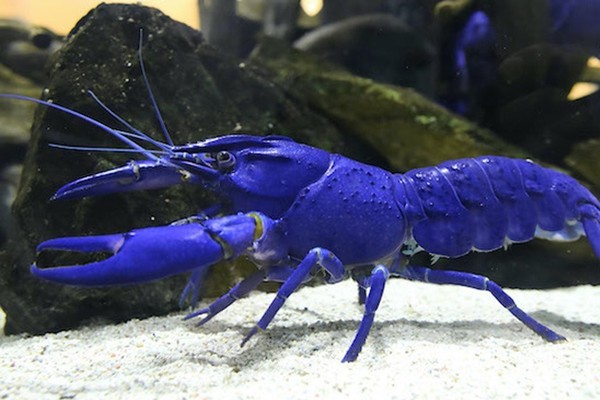 真っ青なザリガニも、茹でると赤くなるらしい 一体なぜ？鳥羽水族館に