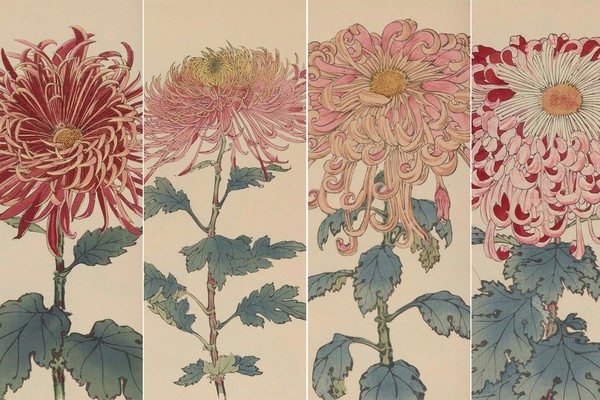 繊細で美しい！日本の国花「菊」の様々な品種を描いた明治時代の木版画